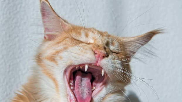 cat-oral-microbiome-testing
