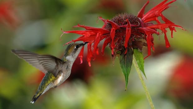 attracting-hummingbirds-into-your-garden