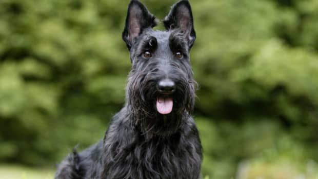 facts-about-scotties