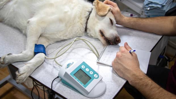 capnography-in-veterinary-anesthesia