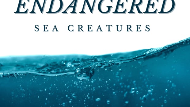 most-endangered-marine-animals