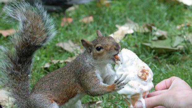 feeding-wild-squirrelstips-to-save-you-money