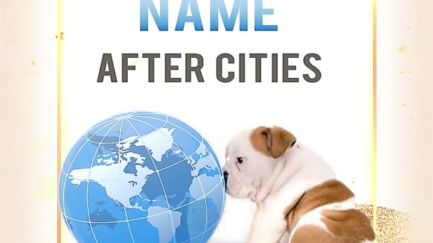 11-dog-breeds-named-after-their-origin-cities