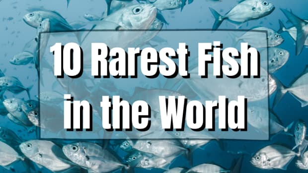 10-rarest-fish-in-the-world＂>
                       </picture>
                       <div class=