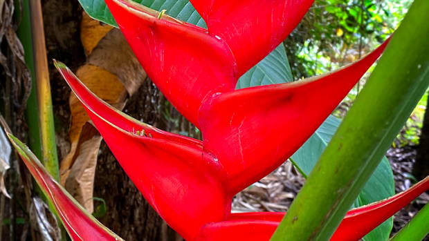 for-the-love-of-heliconia