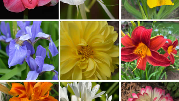 sun-worshipers-perennial-flowers-for-sun-gardens
