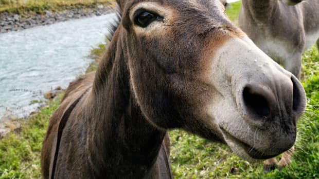 donkey-names