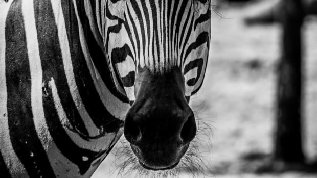 zebra-names