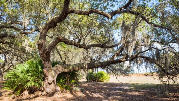a large live oak draped with Spanish moss in Florida