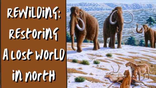 pleistocene-rewilding-restoring-a-lost-world-in-north-america