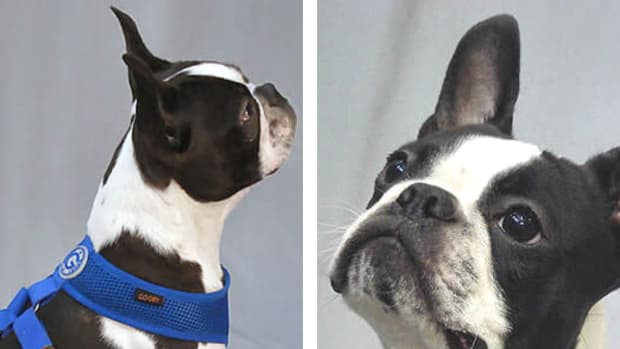 harness-vs-collar-which-is-best-for-your-dog