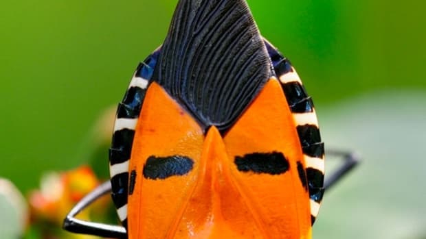 6-insects-with-amazing-faces