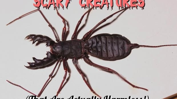 6-bugs-that-look-deadly-but-are-actually-harmless