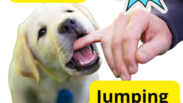 how-to-stop-a-labrador-puppy-from-jumping-and-biting