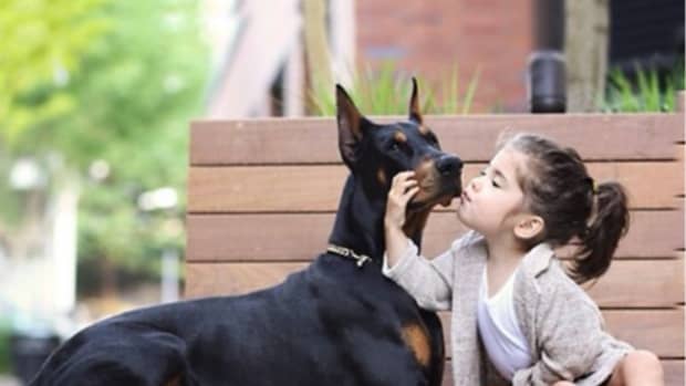 11-countries-where-doberman-pinschers-are-banned-or-restricted