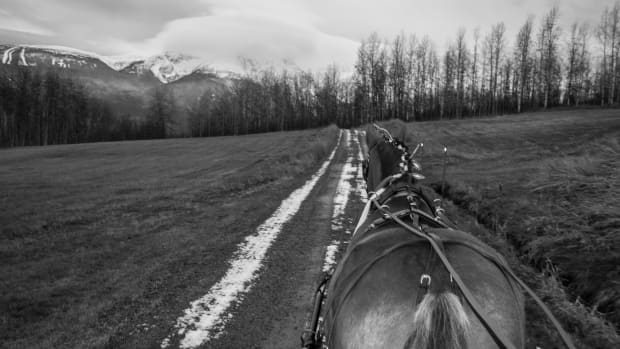 Black and white driver's view from a horse-drawn carriage