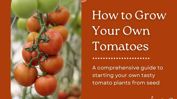 how-to-grow-and-care-for-your-tomato-plants