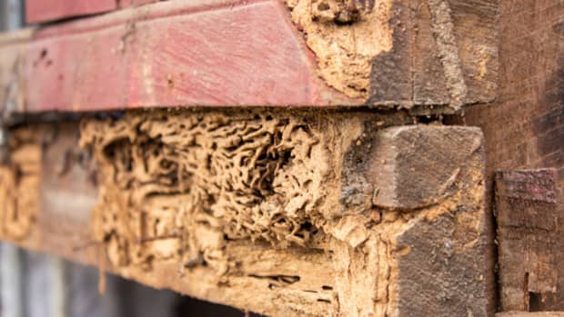 how-bad-can-termite-damage-be-how-to-prevent-them