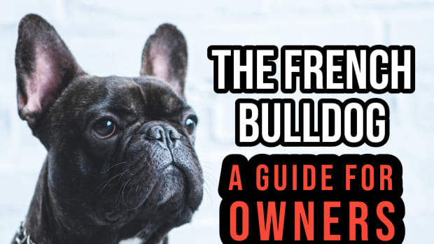 the-french-bulldog-a-guide-for-owners