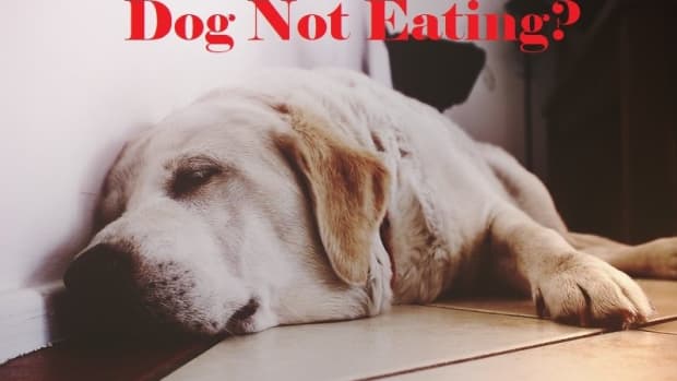 anorexia-in-dogs-causes-and-treatments
