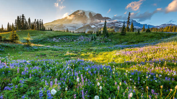 Wildflowers cover the scenery at Mount Rainier National Park.