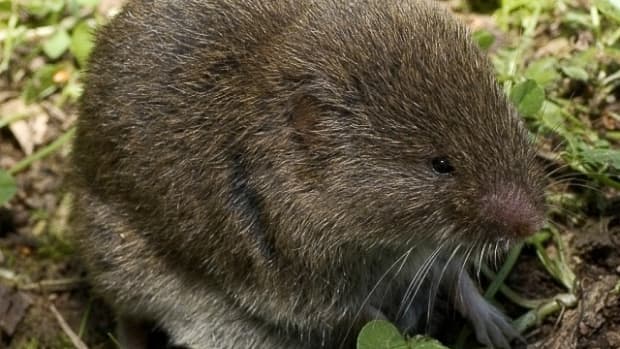 facts-about-creeping-voles-and-their-unusual-chromosomes