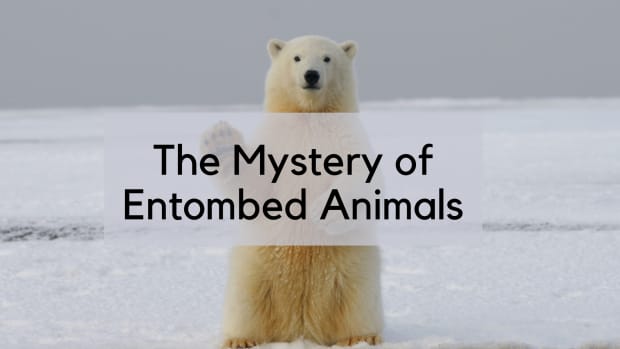the-mystery-of-entombed-animals