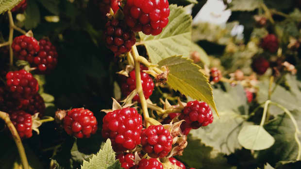 using-red-raspberry-leaf-to-improve-fertility