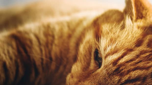 signs-and-stages-of-kidney-failure-in-cats-and-what-to-do