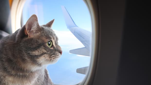 A cat looks out of a plane window