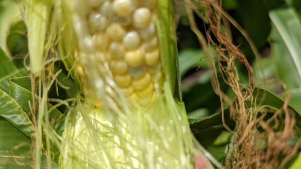corn-growing-sweet-corn