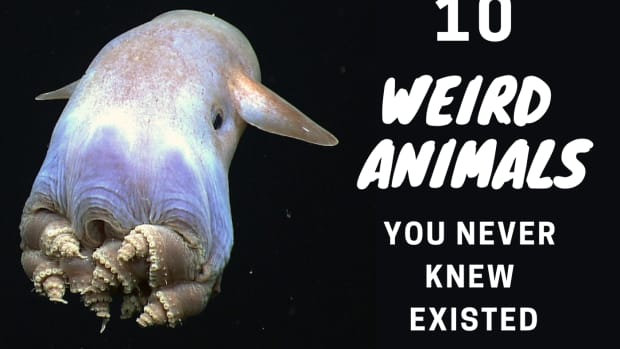 10-interesting-animal-species-you-probably-havent-heard-of