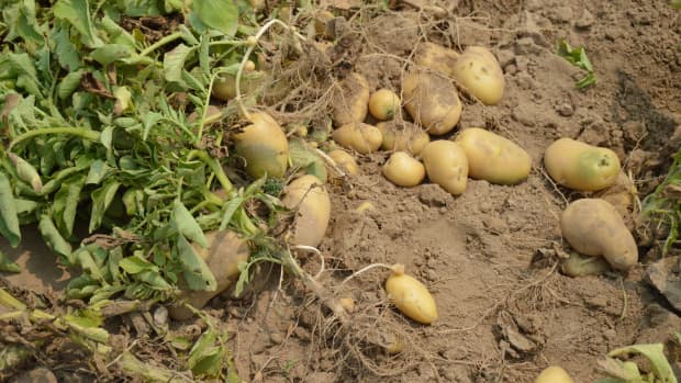 final-when-should-you-harvest-potatoes