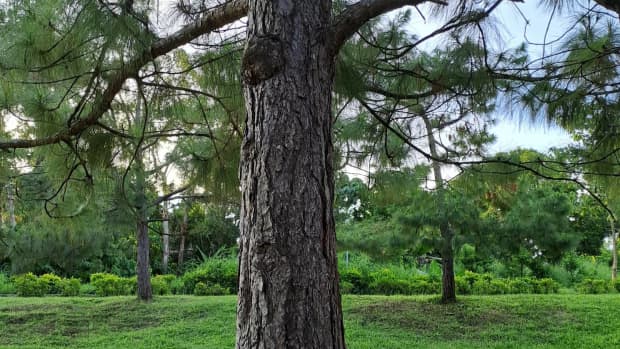 the-advantages-of-being-in-nature