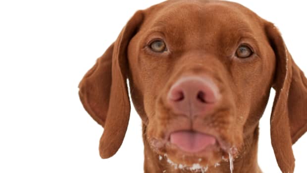 10-causes-of-dogs-foaming-at-the-mouth
