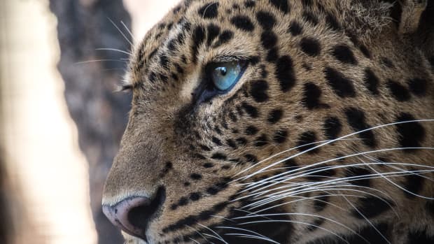 facts-about-the-wild-big-cats-quiz