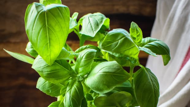 this-will-happen-to-your-body-if-you-eat-basil-every-day