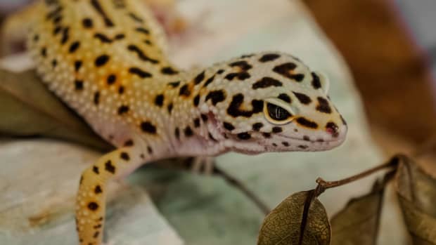 leopard-gecko-constipation-mealworms