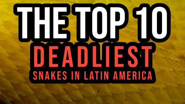 the-top-10-deadliest-snakes-in-latin-america