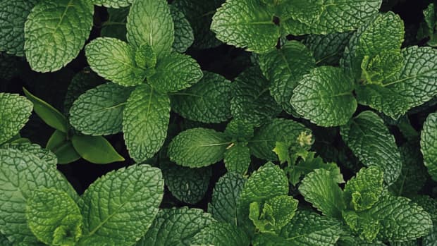 the-top-9-uses-of-mint