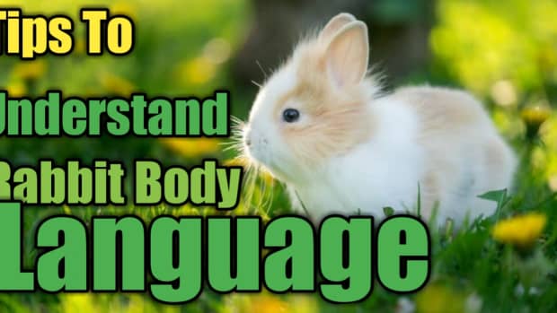 quick-tricks-for-interpreting-rabbit-body-language