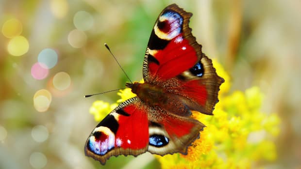 top-10-most-beautiful-butterflies-in-the-world