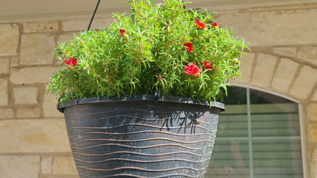 how-to-grow-and-propagate-moss-roses