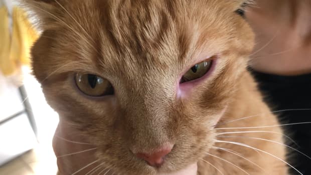 cat-eye-swollen-red
