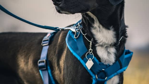 why-your-dog-should-wear-a-harness