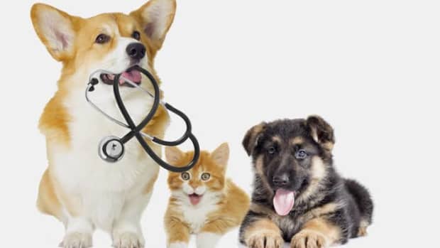 vaccination-of-pets-what-is-an-adequate-amount