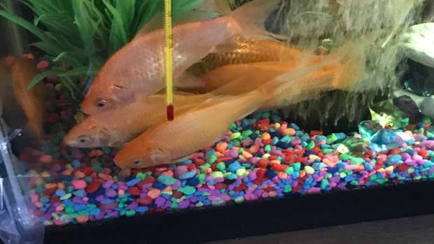 goldfish-turning-white