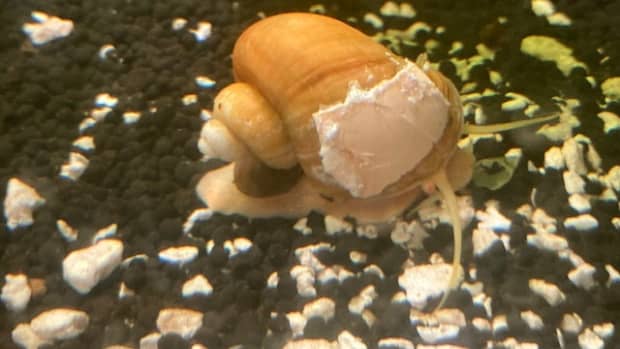 how-to-help-an-old-or-sick-mystery-snail