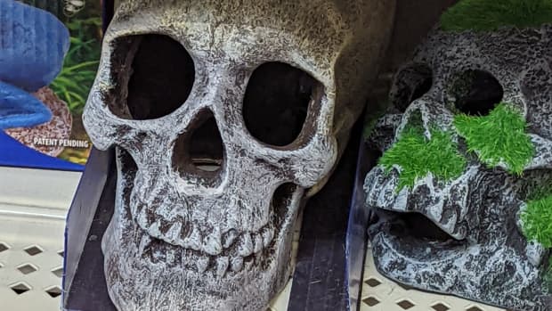skull-planter-when-you-are-bored-in-a-store