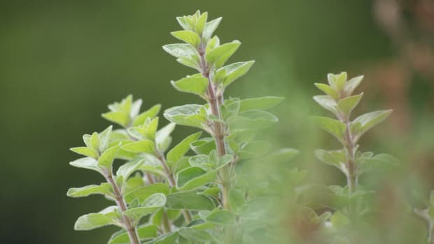 12-health-benefits-of-oregano-essential-oil-you-will-want-to-know